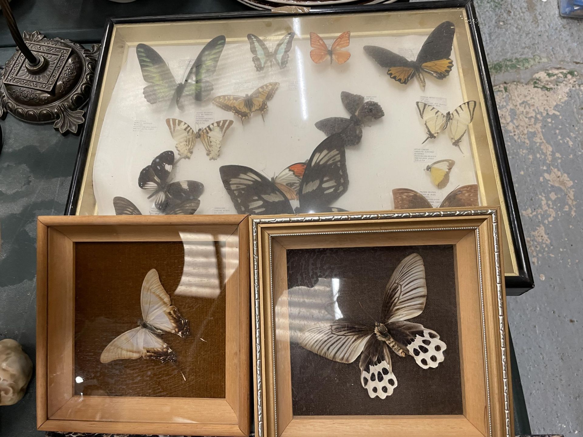 THREE FRAMED MONTAGES CONTAINING BUTTERFLIES