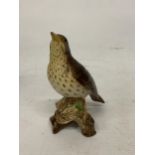 A BESWICK SONG THRUSH IN A GLOSS FINISH No 2308