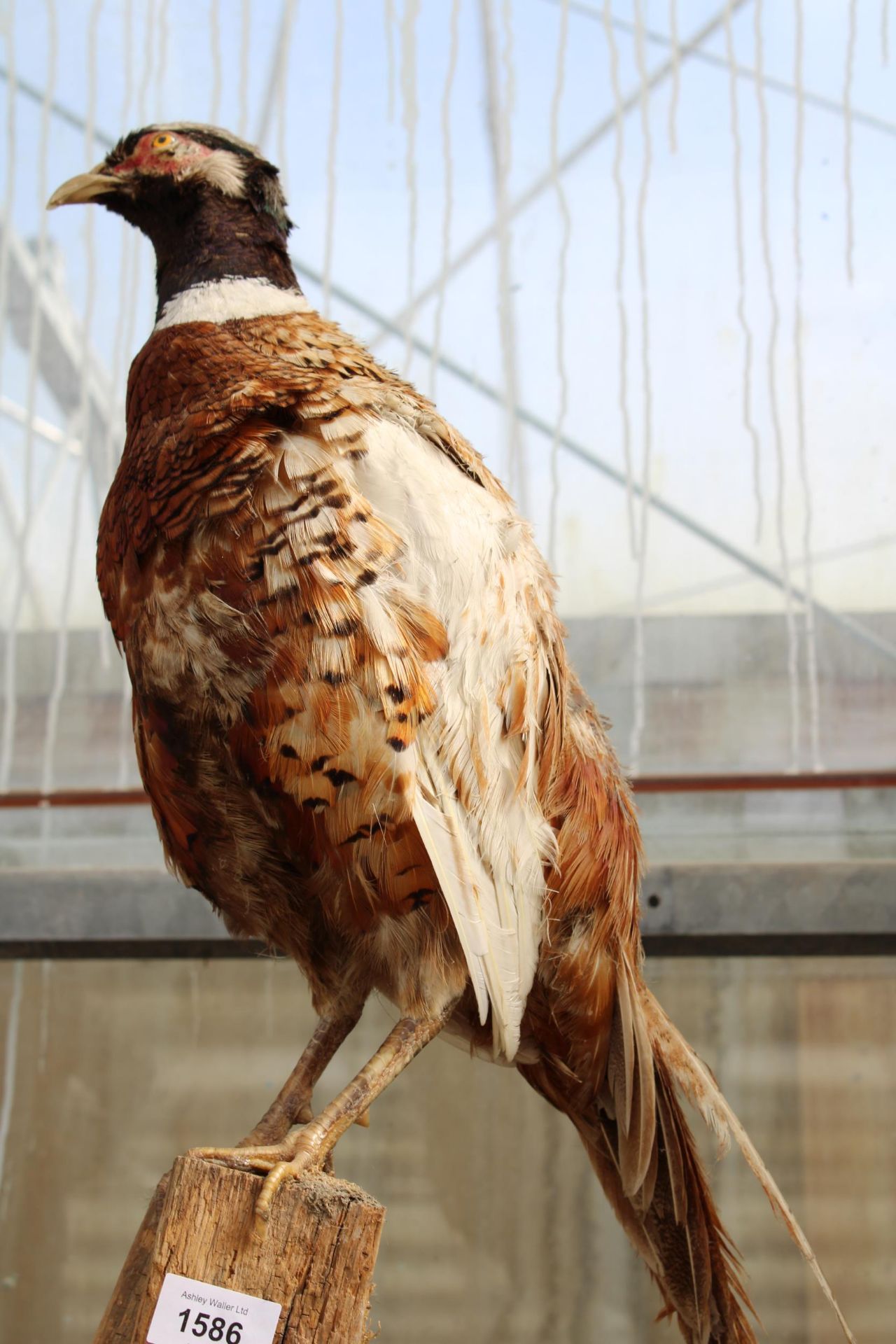 A VINTAGE TAXIDERMY PHEASANT ON A WOODEN PLINTH BASE - Image 2 of 2