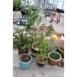 AN ASSORTMENT OF GLAZED GARDEN POTS SOME WITH PLANTS