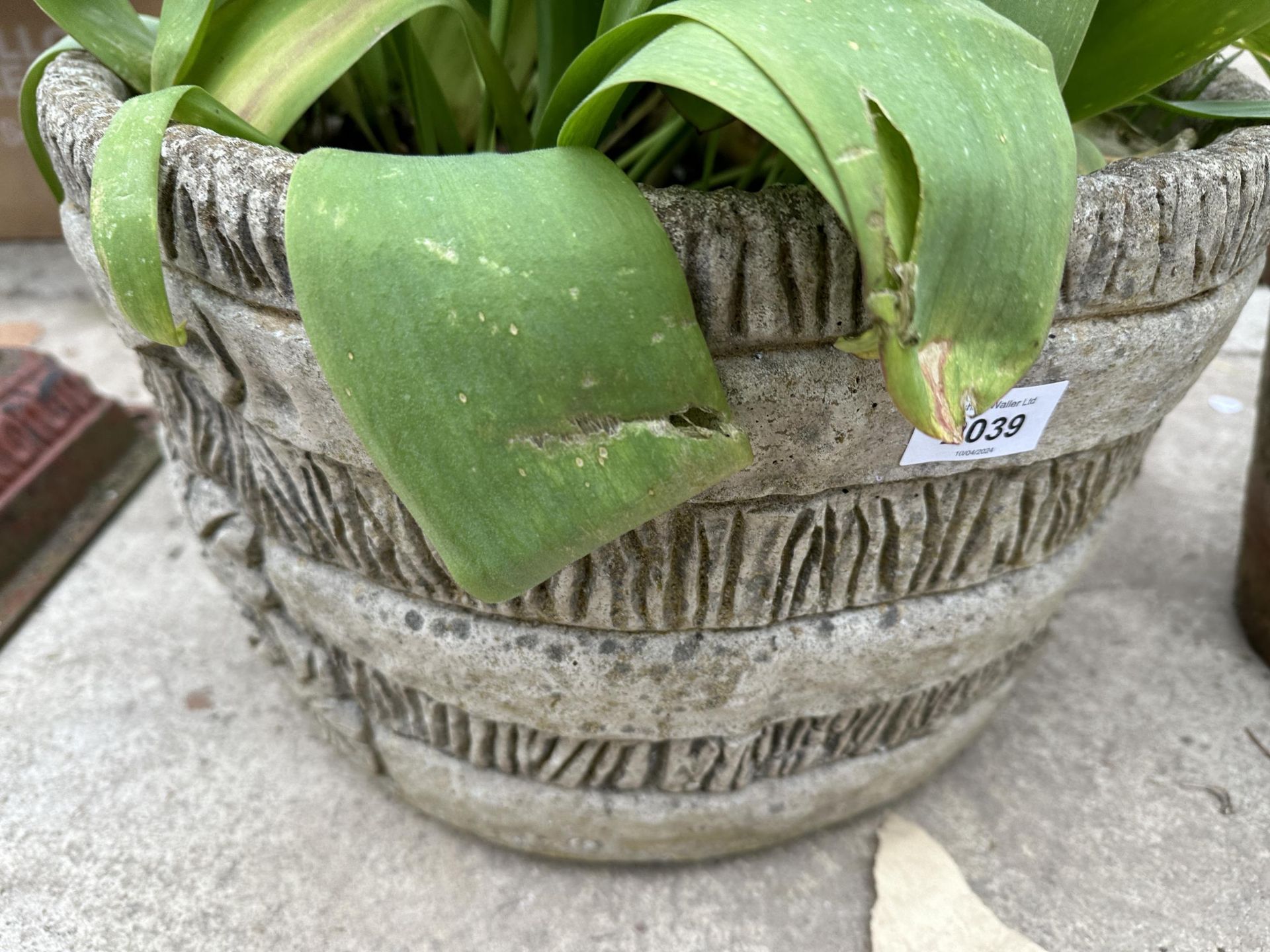 A CONCRETE GARDEN PLANTER CONTAINING FLOWERS - Image 2 of 2