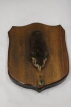 A VINTAGE OTTERS PAW ON A WOODEN PLAQUE