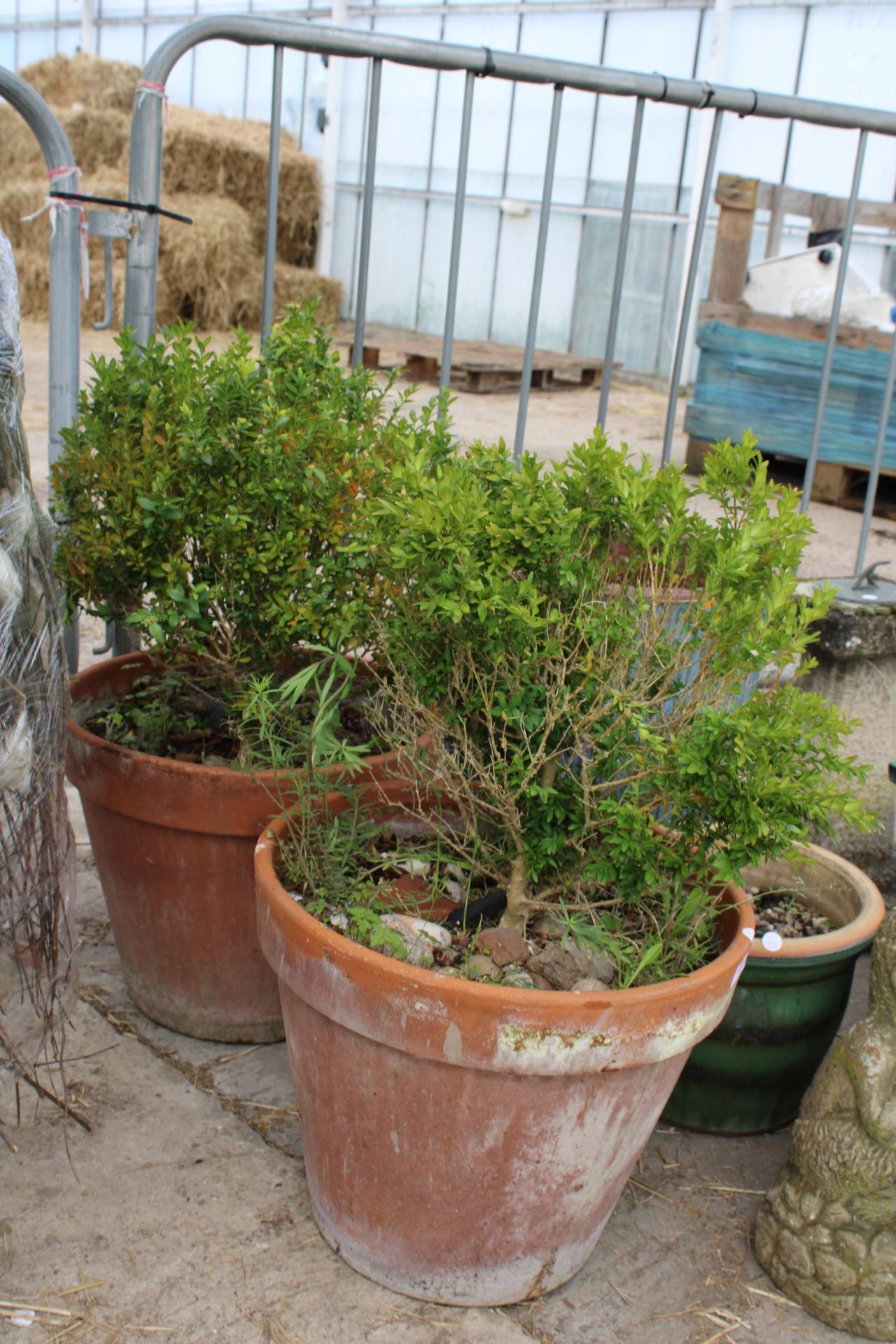 TWO LARGE TERRACOTTA PLANT POTS WITH PLANTS