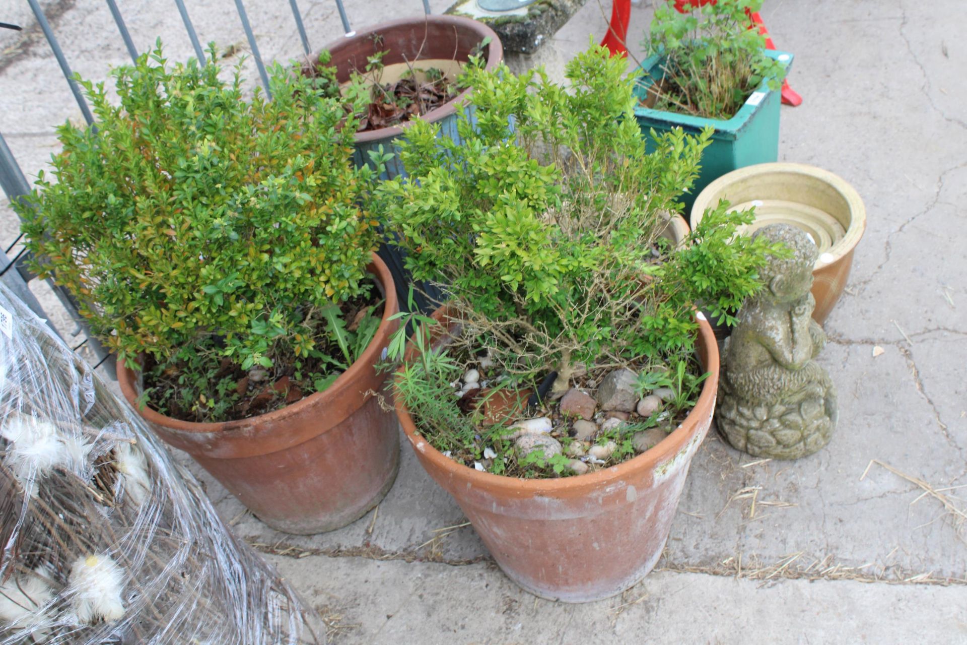 TWO LARGE TERRACOTTA PLANT POTS WITH PLANTS - Image 2 of 2