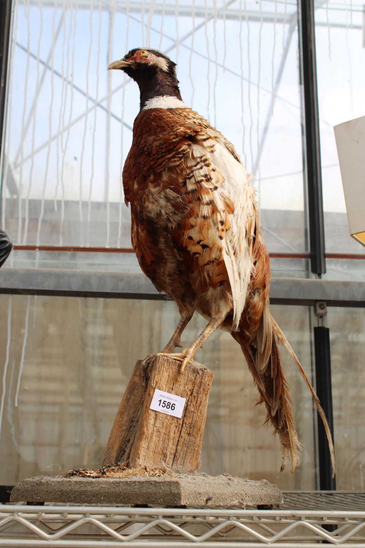 A VINTAGE TAXIDERMY PHEASANT ON A WOODEN PLINTH BASE