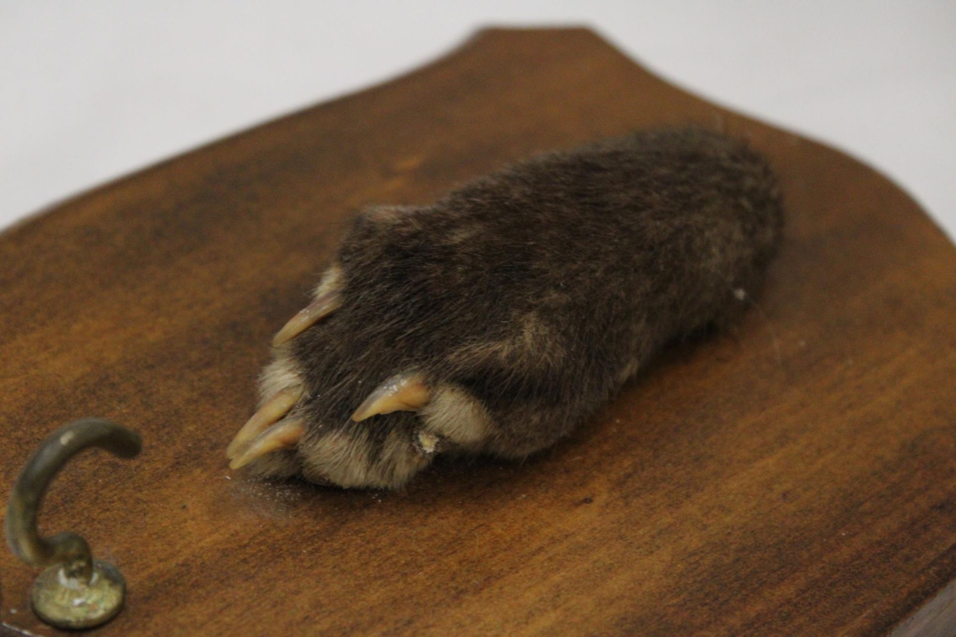 A VINTAGE OTTERS PAW ON A WOODEN PLAQUE - Bild 4 aus 4