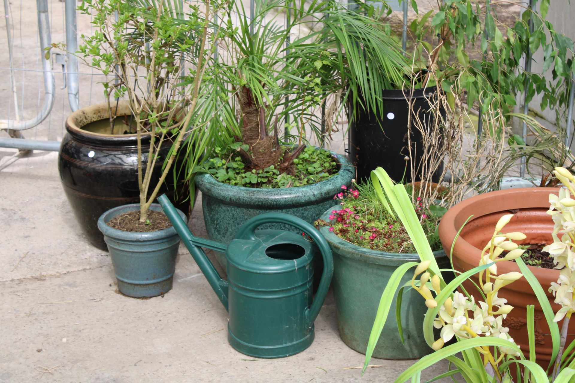 A LARGE ASSORTMENT OF VARIOUS SIZED GLAZED GARDEN PLANT POTS WITH AN ASSORTMENT OF PLANTS - Image 2 of 4
