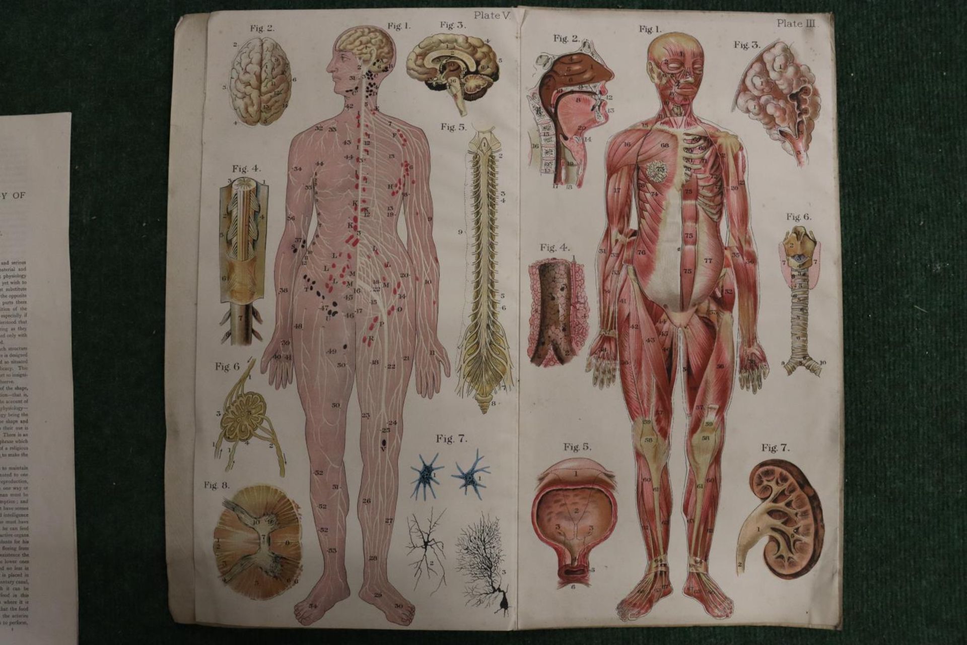 A VINTAGE BAILLIERE'S POPULAR ATLAS OF THE ANATOMY AND PHYSIOLOGY OF THE FEMALE HUMAN BODY BY HUBERT - Image 4 of 4