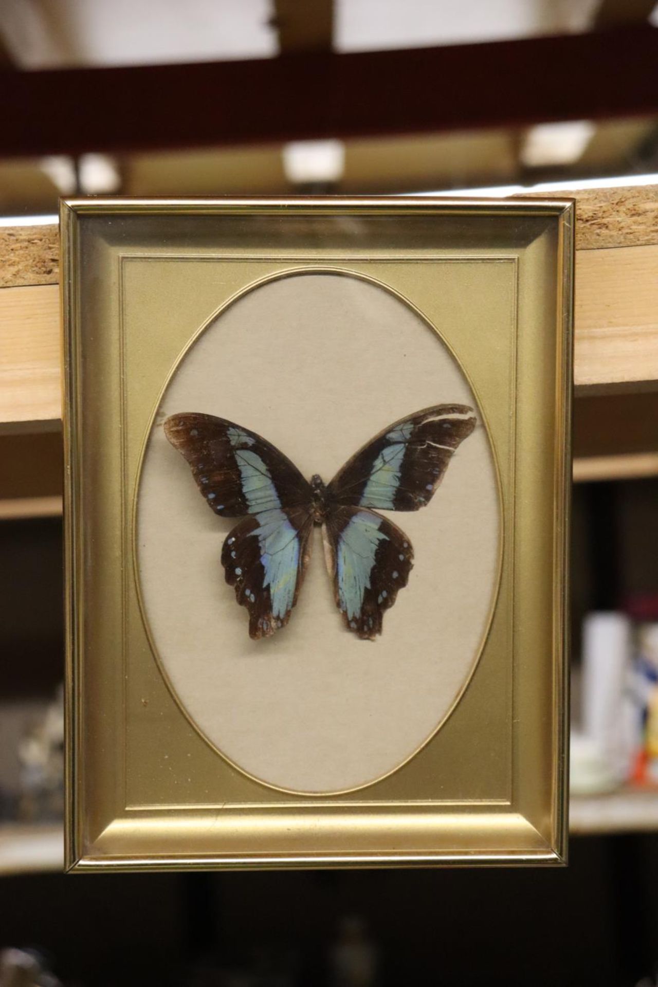 A TAXIDERMY BUTTERFLY AND TWO SIGNED PRINTS TO INCLUDE 'THE BULLY BOYS' - Image 4 of 4