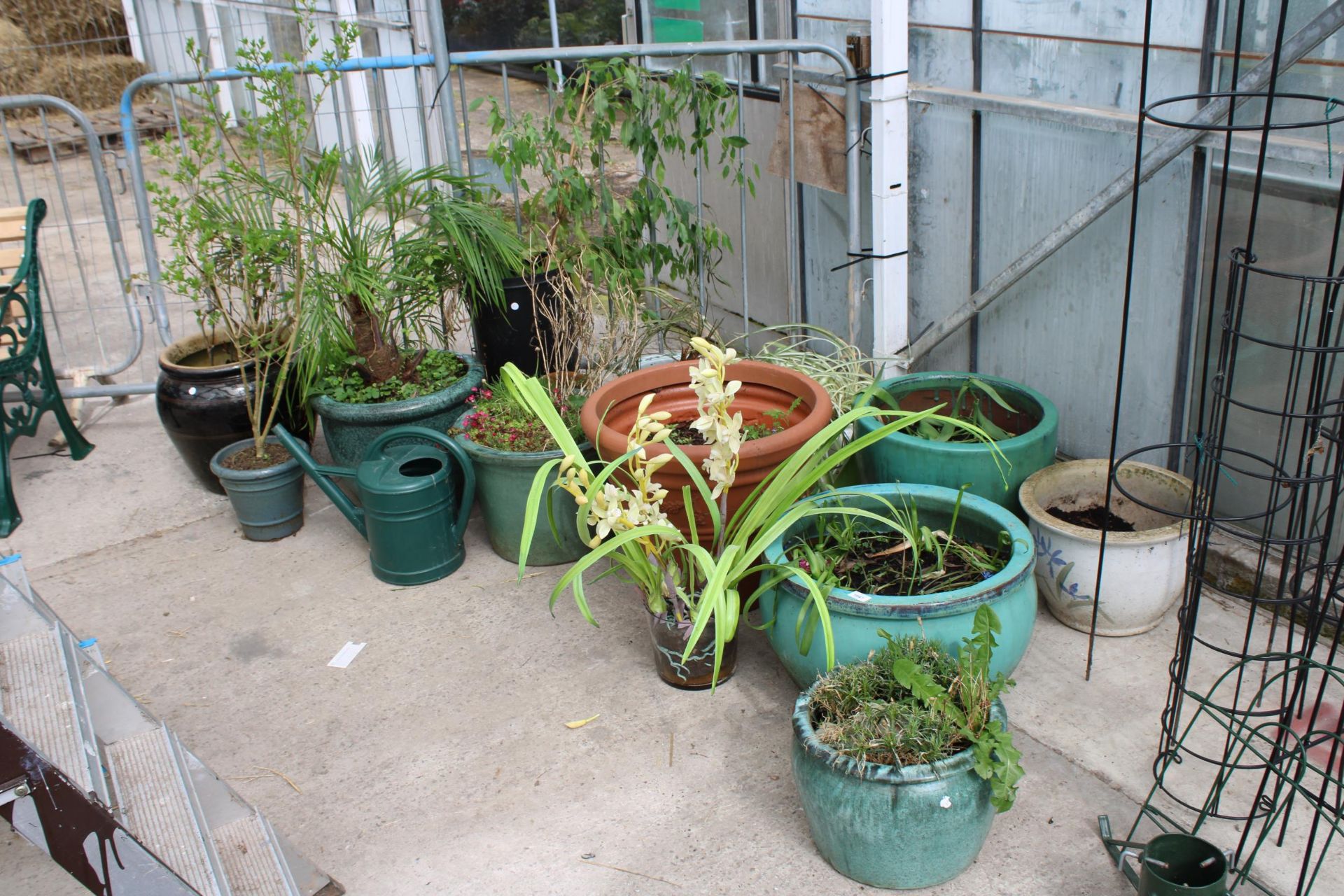 A LARGE ASSORTMENT OF VARIOUS SIZED GLAZED GARDEN PLANT POTS WITH AN ASSORTMENT OF PLANTS
