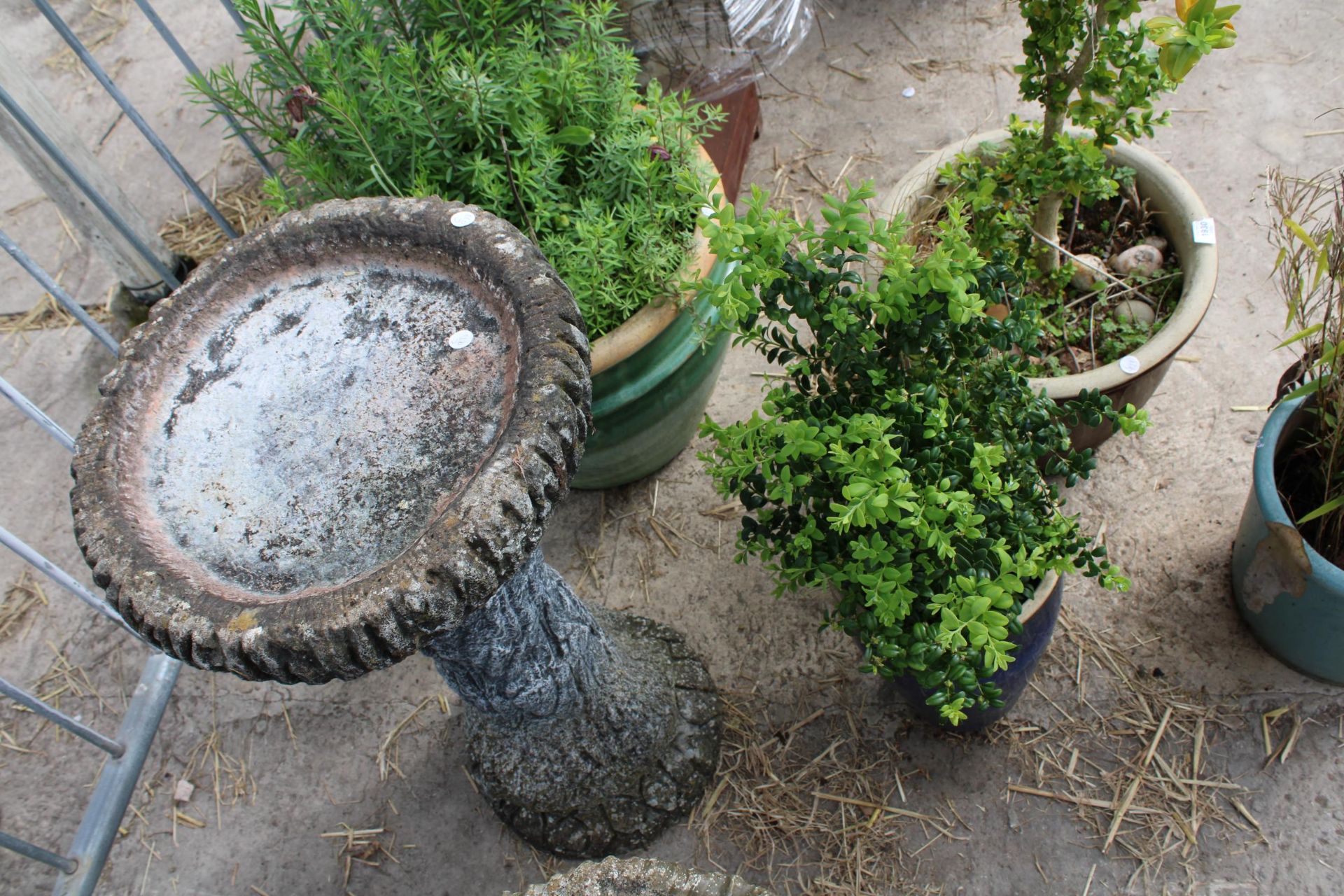 AN ASSORTMENT OF GARDEN ITEMS TO INCLUDE THREE GLAZED POTS AND A CONCRETE BIRDBATH - Image 3 of 3