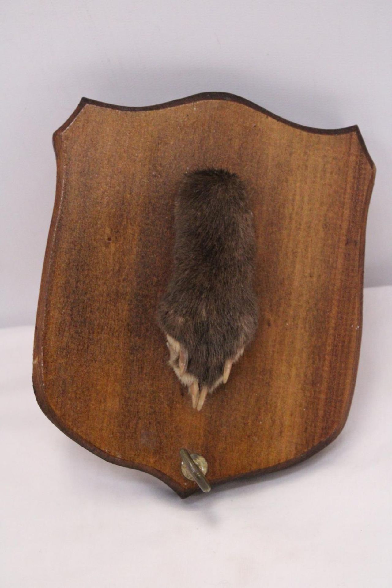 A VINTAGE OTTERS PAW ON A WOODEN PLAQUE - Image 4 of 4