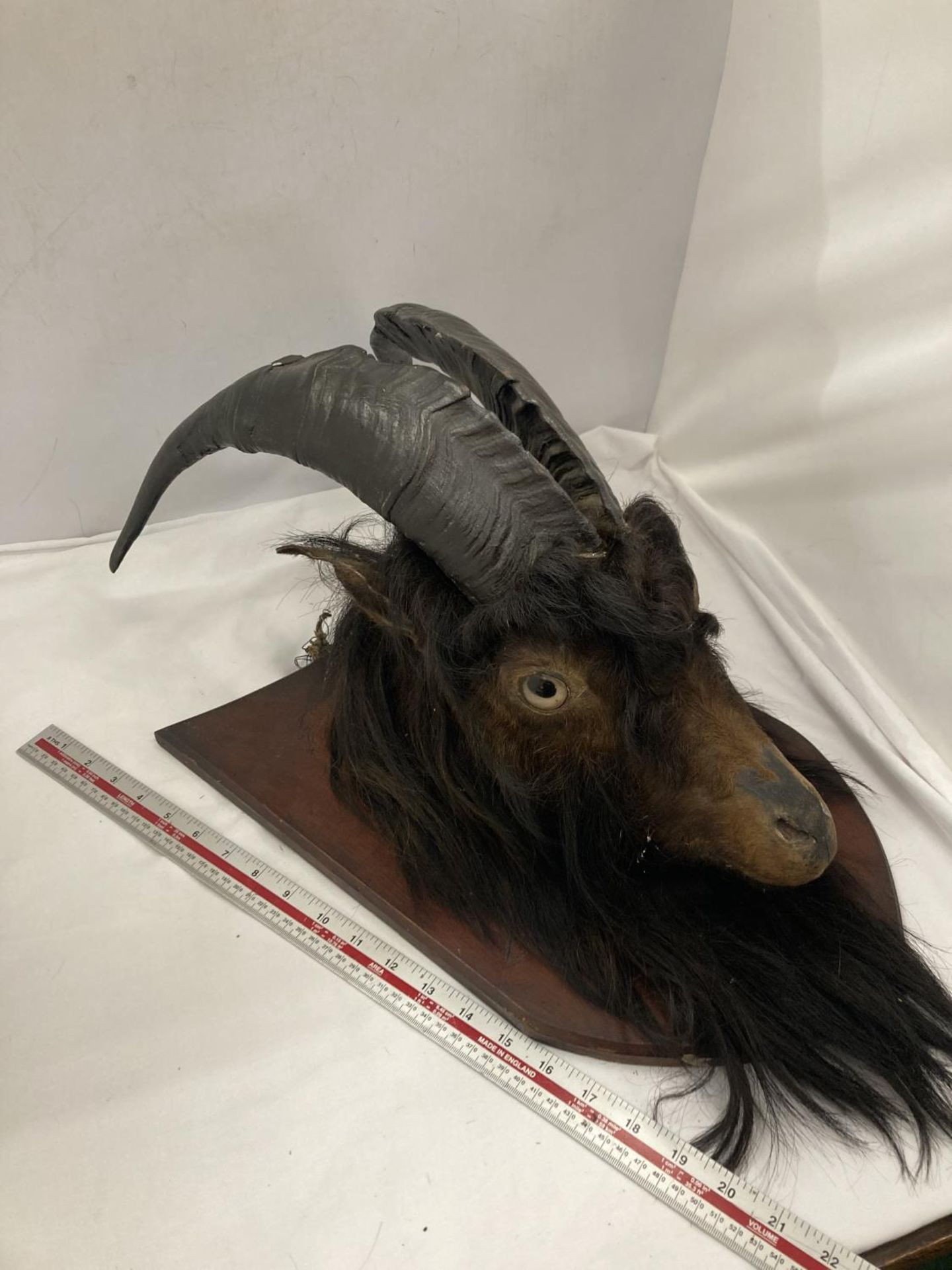 A TAXIDERMY GOAT HEAD ON A WOODEN PLAQUE - Image 4 of 5