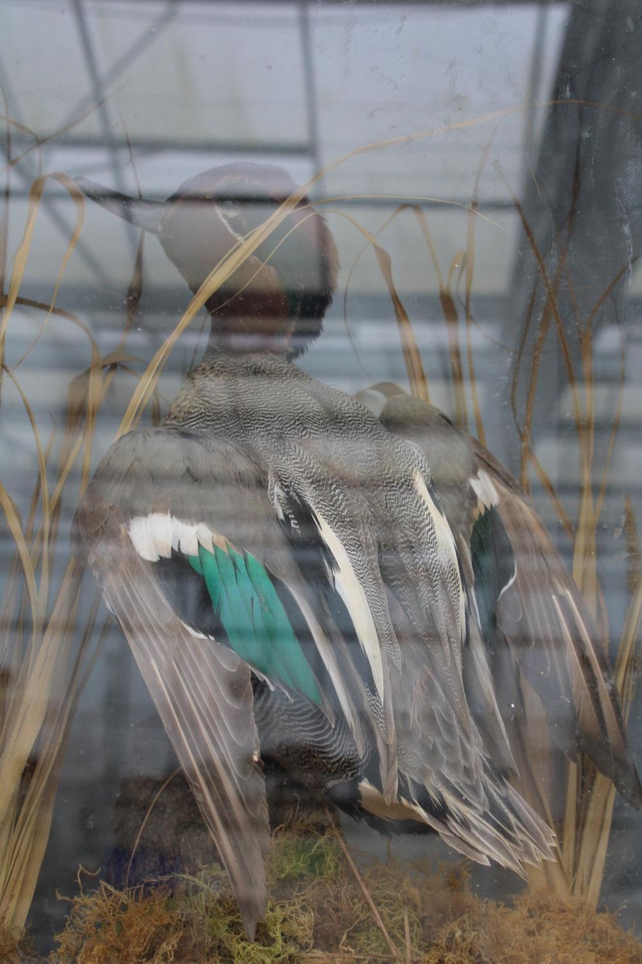 A VINTAGE WOODEN CASED TAXIDERMY DUCK - Bild 2 aus 2