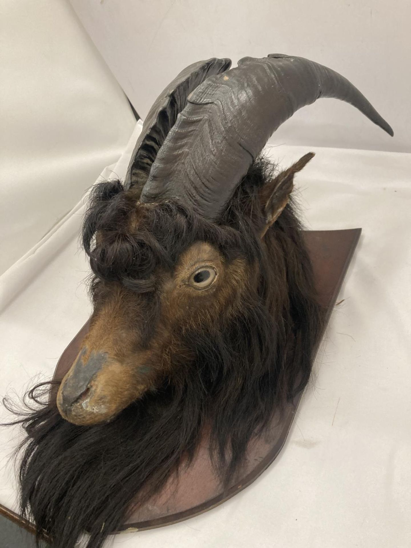 A TAXIDERMY GOAT HEAD ON A WOODEN PLAQUE - Image 2 of 5