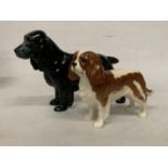 A ROYAL DOULTON FIOGURE OF A BLACK COCKER SPANIEL "LUCKY STAR OF WARE" (A/F) TOGETHER WITH A BESWICK