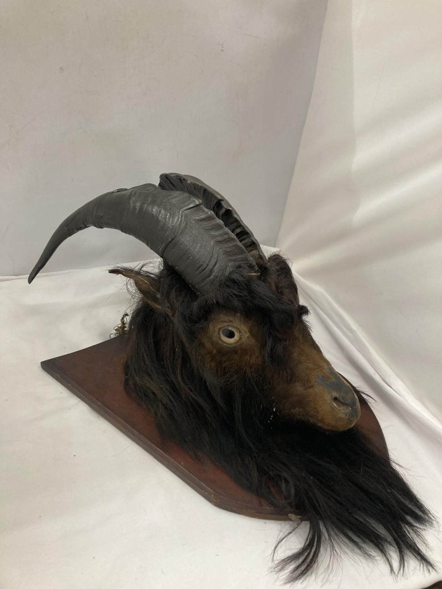 A TAXIDERMY GOAT HEAD ON A WOODEN PLAQUE - Image 3 of 5