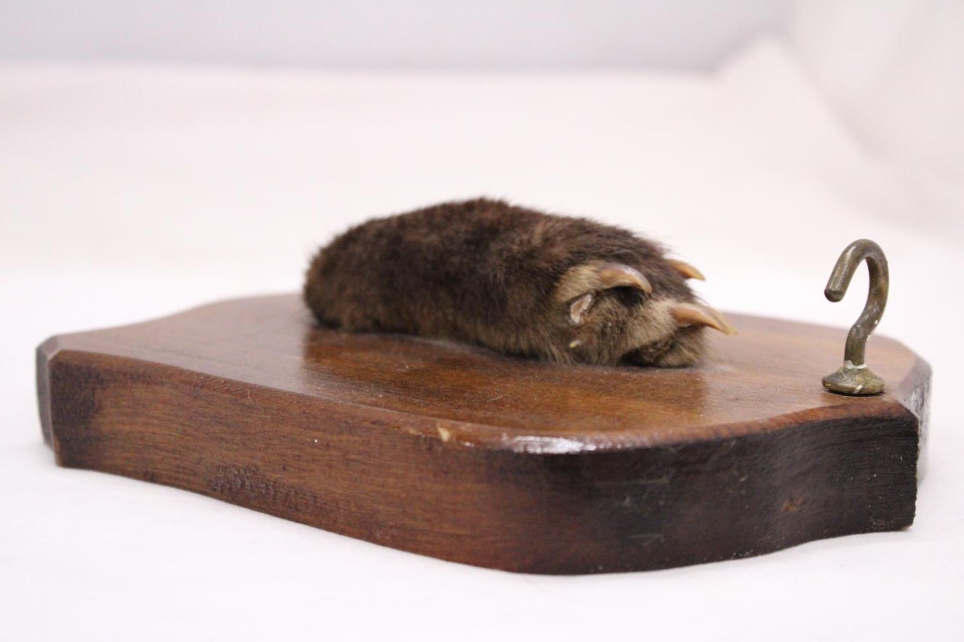 A VINTAGE OTTERS PAW ON A WOODEN PLAQUE - Image 3 of 4