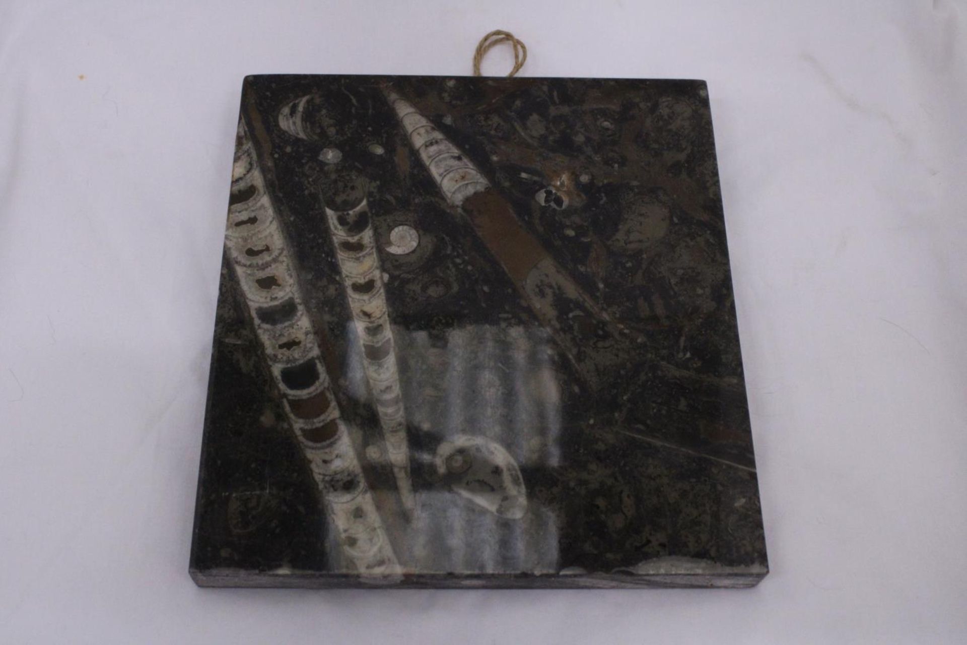 A UNUSUAL WALL HANGING OF FOSSILS - APPROXIMATELY 27.5CM BY 25.5CM