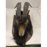 A TAXIDERMY GOAT HEAD ON A WOODEN PLAQUE