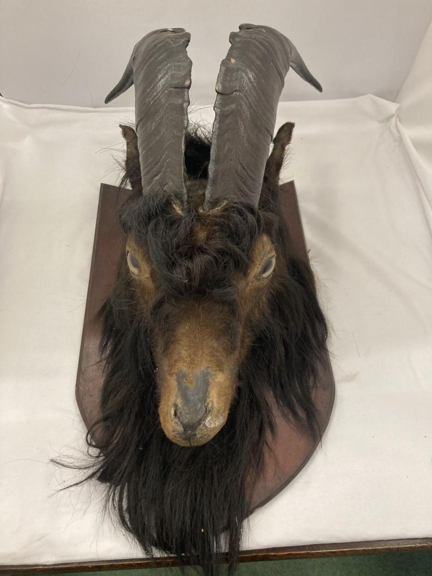 A TAXIDERMY GOAT HEAD ON A WOODEN PLAQUE