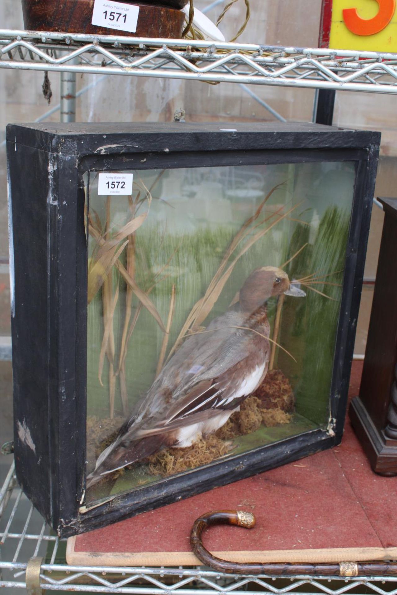 A VINTAGE CASED TAXIDERMY DUCK