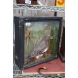 A VINTAGE CASED TAXIDERMY DUCK