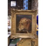 A OIL ON CANVAS IN GOLD GILT FRAME - PORTRAIT OF A DOG - SIGNED JED EMIYS
