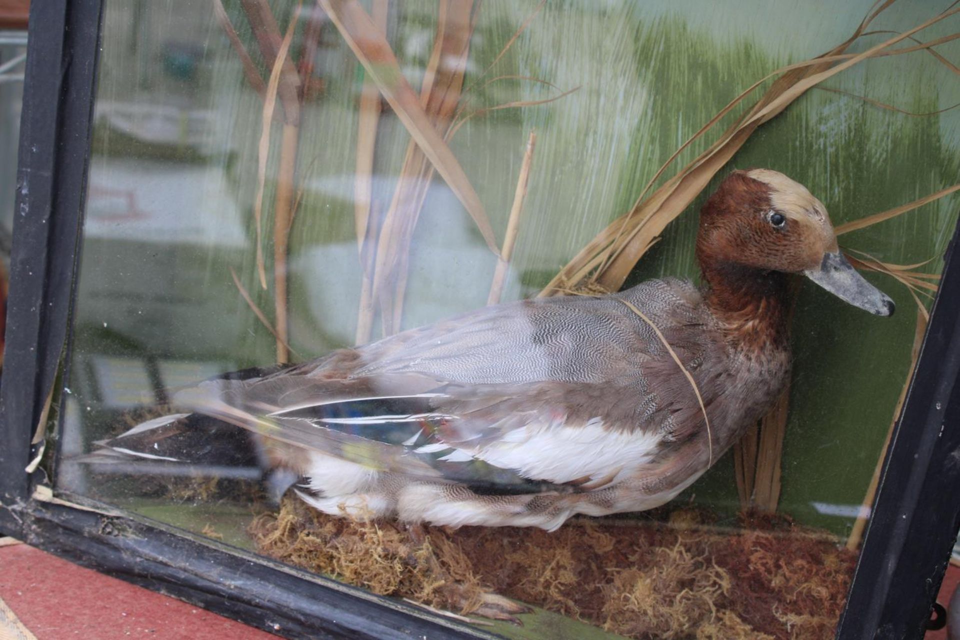 A VINTAGE CASED TAXIDERMY DUCK - Image 3 of 3