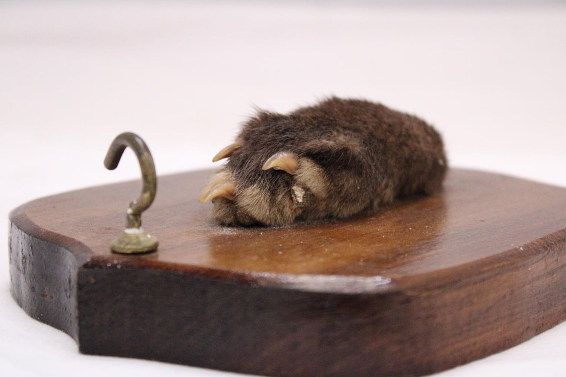A VINTAGE OTTERS PAW ON A WOODEN PLAQUE - Image 2 of 4