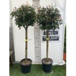 TWO PHOTINIA FRASERI 'RED ROBIN' STANDARD TREES APPROX 180CM IN HEIGHT IN 15 LTR POTS PLUS VAT TO BE