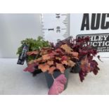 THREE HEUCHERA 'CARNIVAL' APPROX 25CM IN HEIGHT IN 2 LTR POTS PLUS VAT TO BE SOLD FOR THE THREE