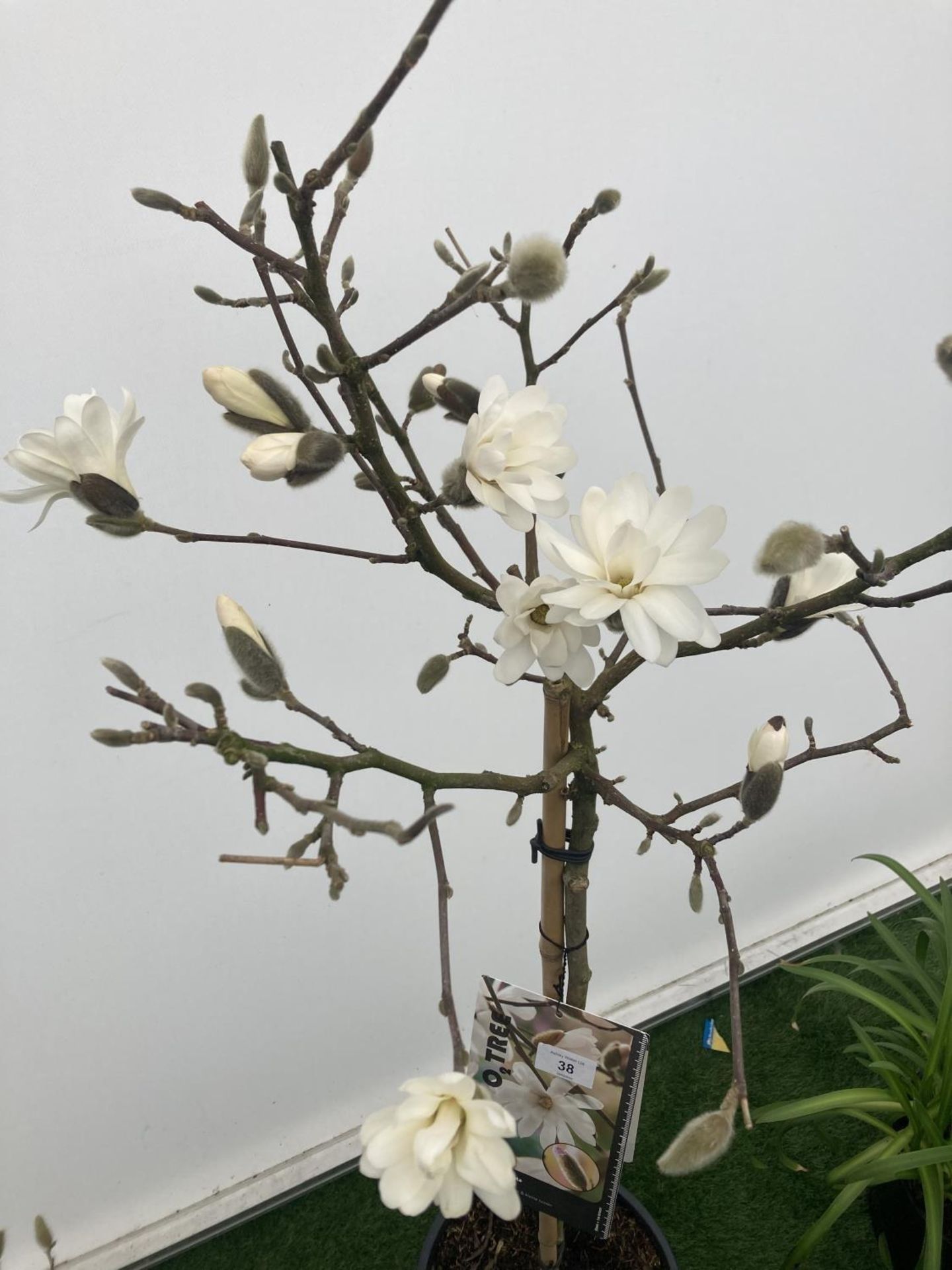 A STANDARD MAGNOLIA STELLATA TREE OVER 160CM TALL IN A 10 LTR POT PLUS VAT - Image 2 of 5