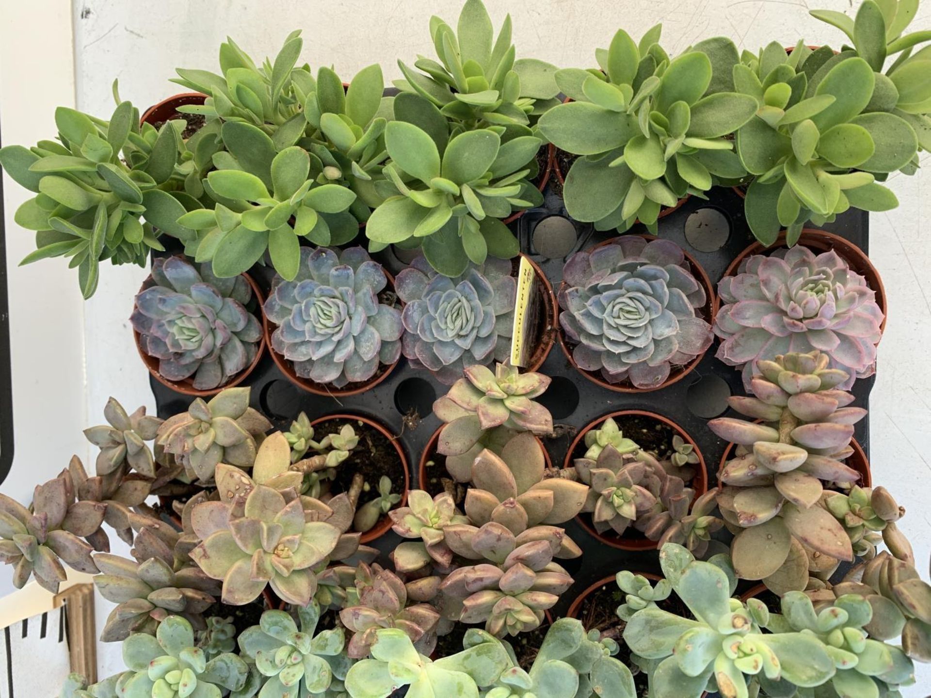 TRAY OF 40 MIXED VARIETIES OF SUCCULENTS PLUS VAT TO BE SOLD FOR THE FORTY - Image 6 of 6