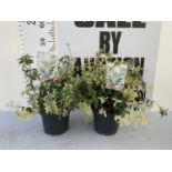 TWO EUONYMUS 'FORTUNEI HARLEQUIN' IN 2 LTR POTS PLUS VAT TO BE SOLD FOR THE TWO APPROX 45CM IN