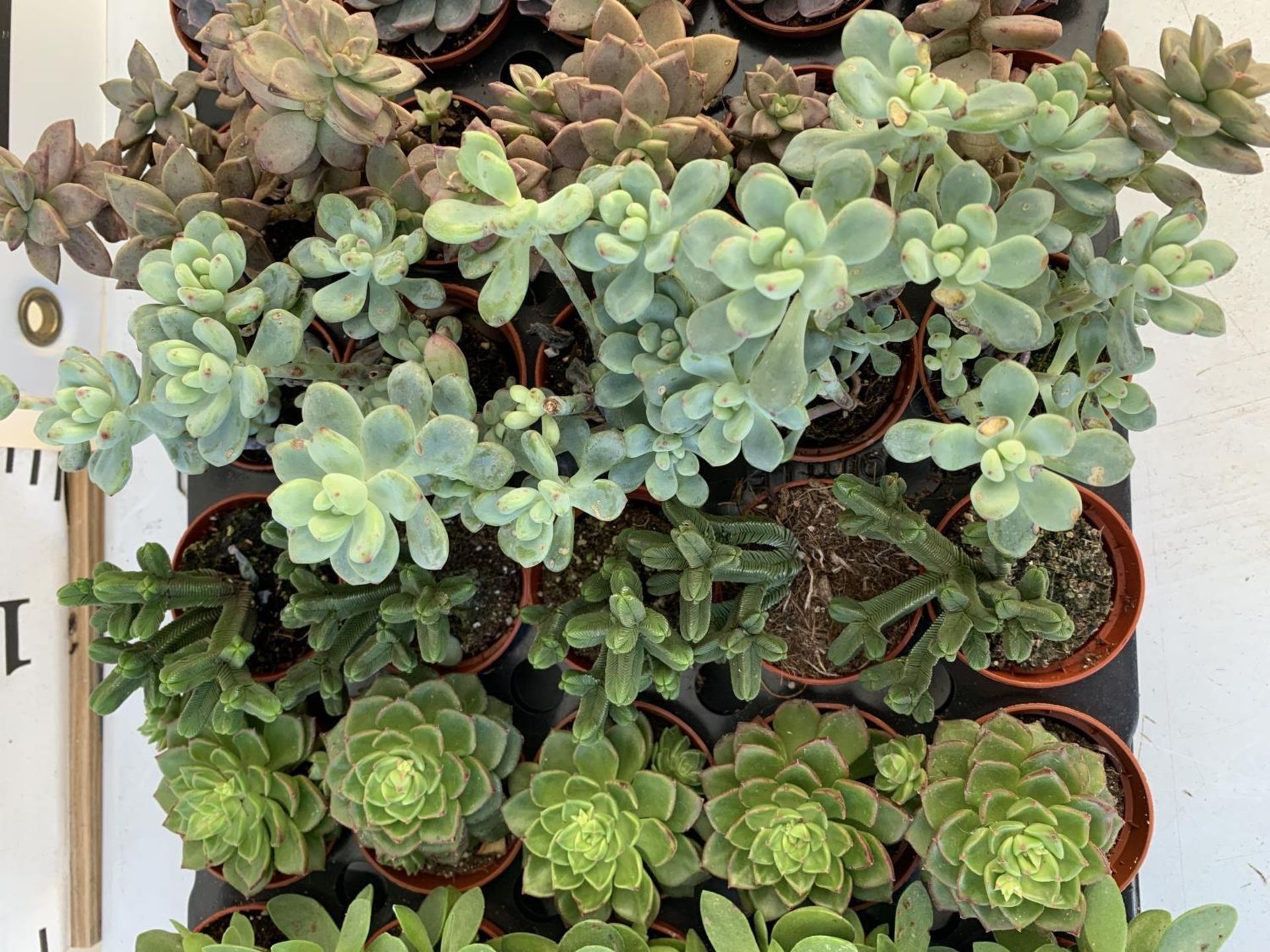 TRAY OF 40 MIXED VARIETIES OF SUCCULENTS PLUS VAT TO BE SOLD FOR THE FORTY - Image 4 of 6