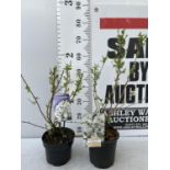 TWO EXOCHORDA RACEMOSA PLANTS 'NIAGARA' IN 2 LTR POTS APPROX 60CM IN HEIGHT PLUS VAT TO BE SOLD