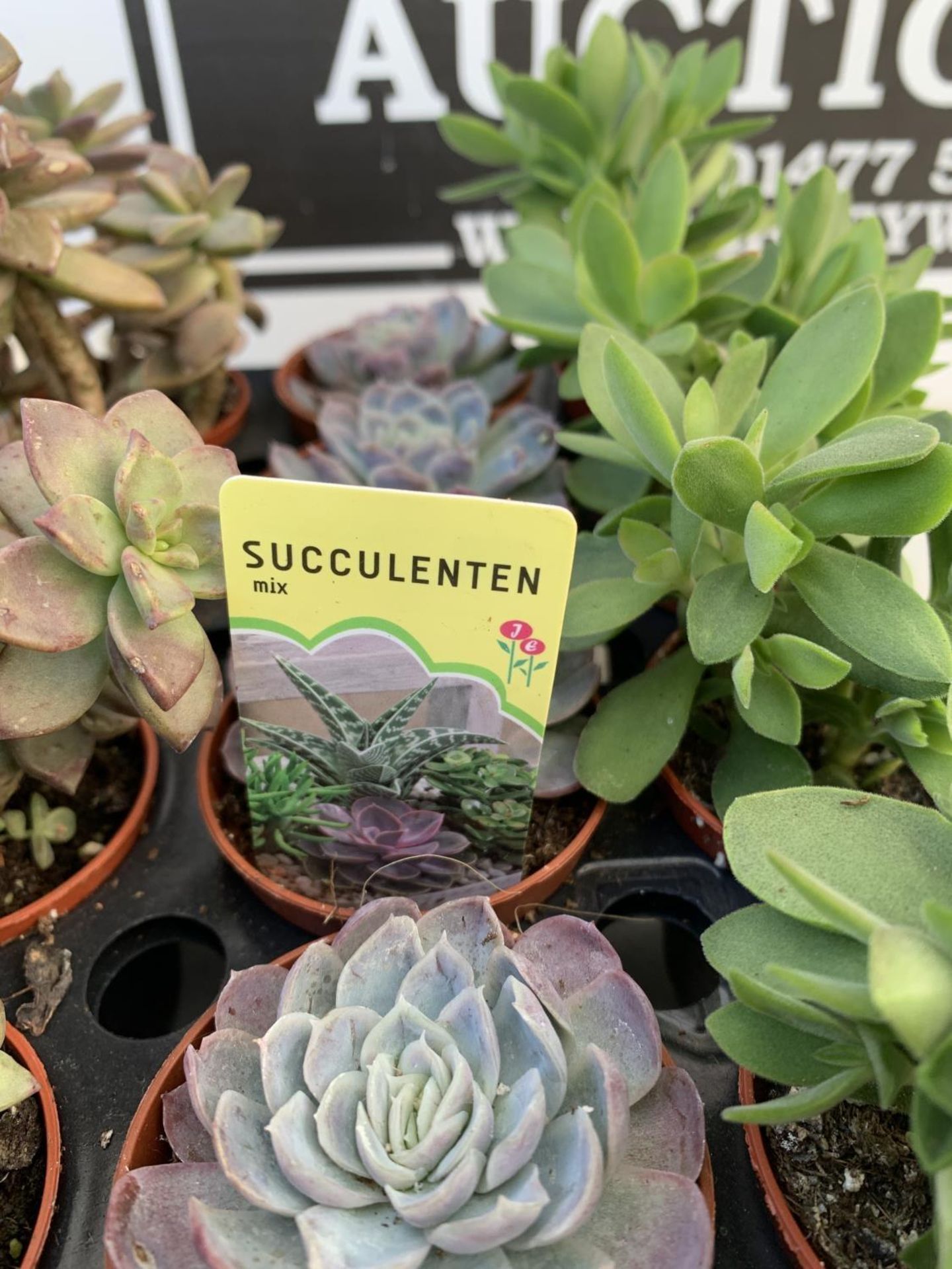 TRAY OF 40 MIXED VARIETIES OF SUCCULENTS PLUS VAT TO BE SOLD FOR THE FORTY - Image 5 of 6