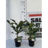 TWO MAHONIA MEDIA 'CHARITY' IN 2 LTR POTS APPROX 60CM IN HEIGHT PLUS VAT TO BE SOLD FOR THE TWO