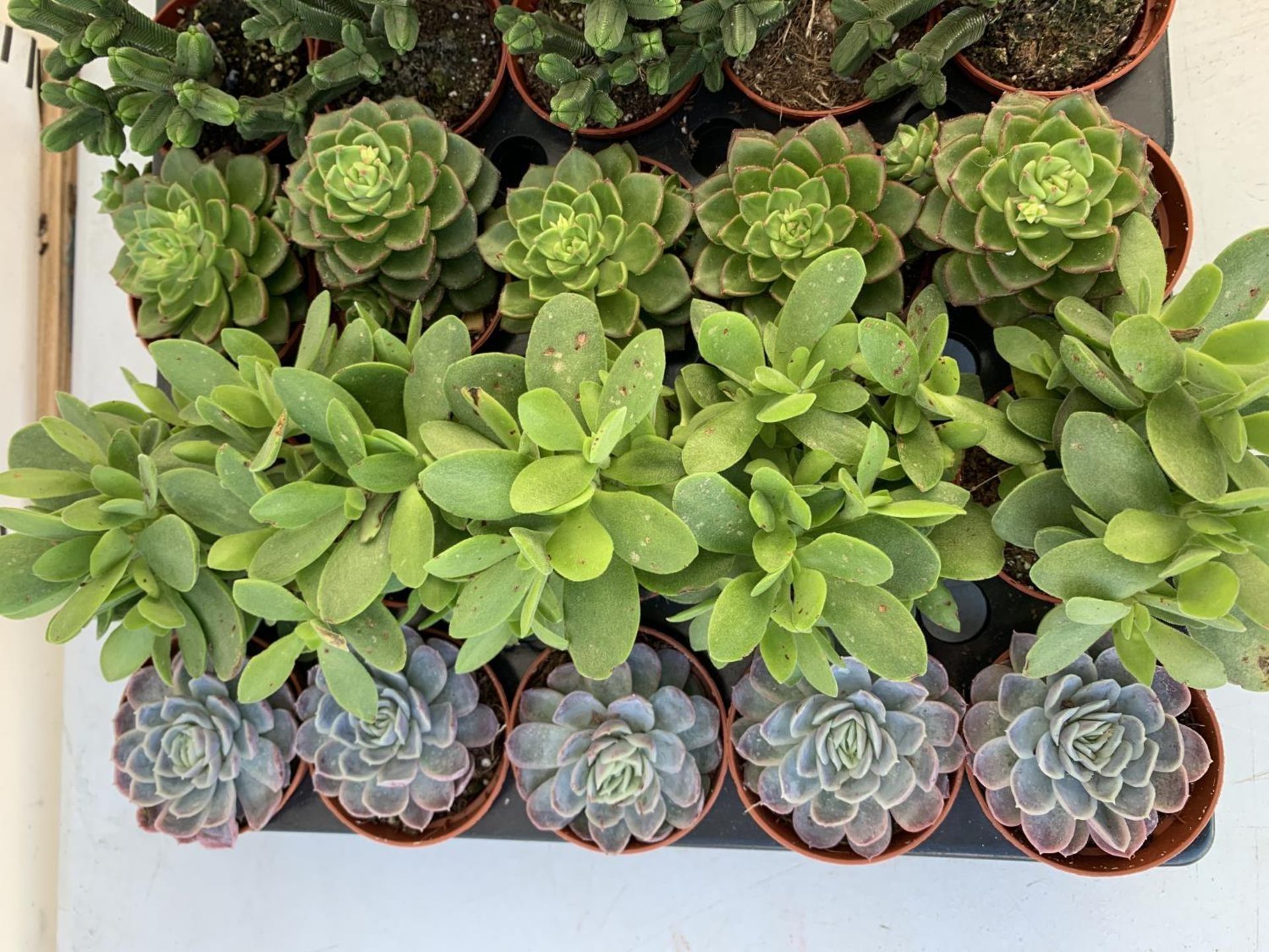 TRAY OF 40 MIXED VARIETIES OF SUCCULENTS PLUS VAT TO BE SOLD FOR THE FORTY - Image 3 of 6