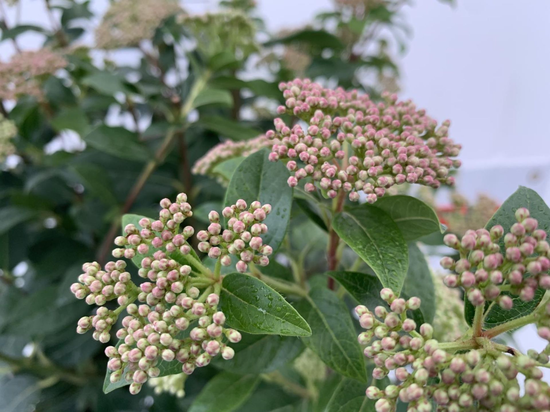 ONE LARGE VIBURNUM TINUS 'EVE PRICE' STANDARD TREE IN A 10 LTR POT APPROX 125CM IN HEIGHT PLUS VAT - Image 6 of 8