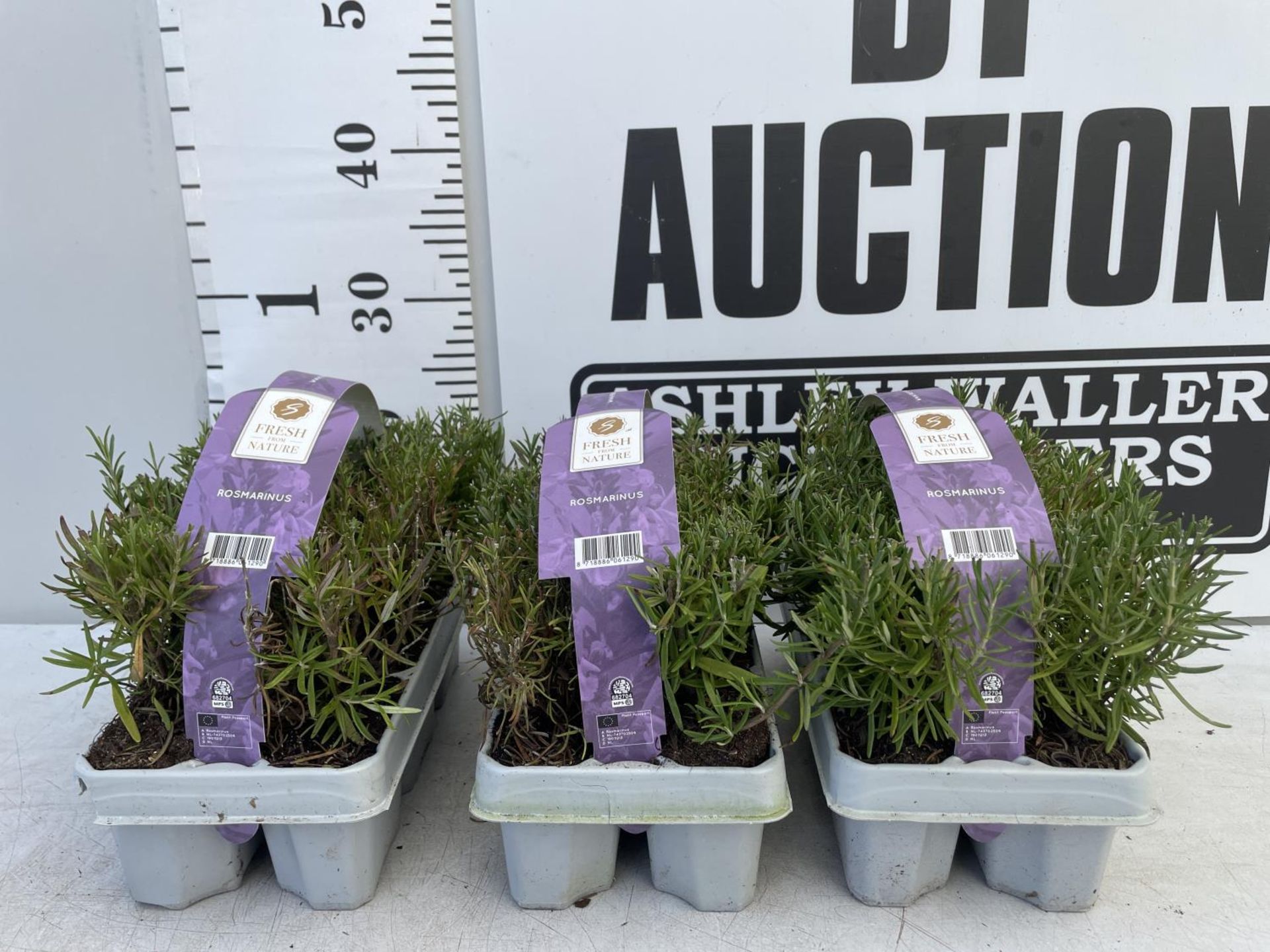 EIGHTEEN ROSEMARY PLUG PLANTS IN CARRY TRAYS NO VAT TO BE SOLD FOR THE EIGHTEEN