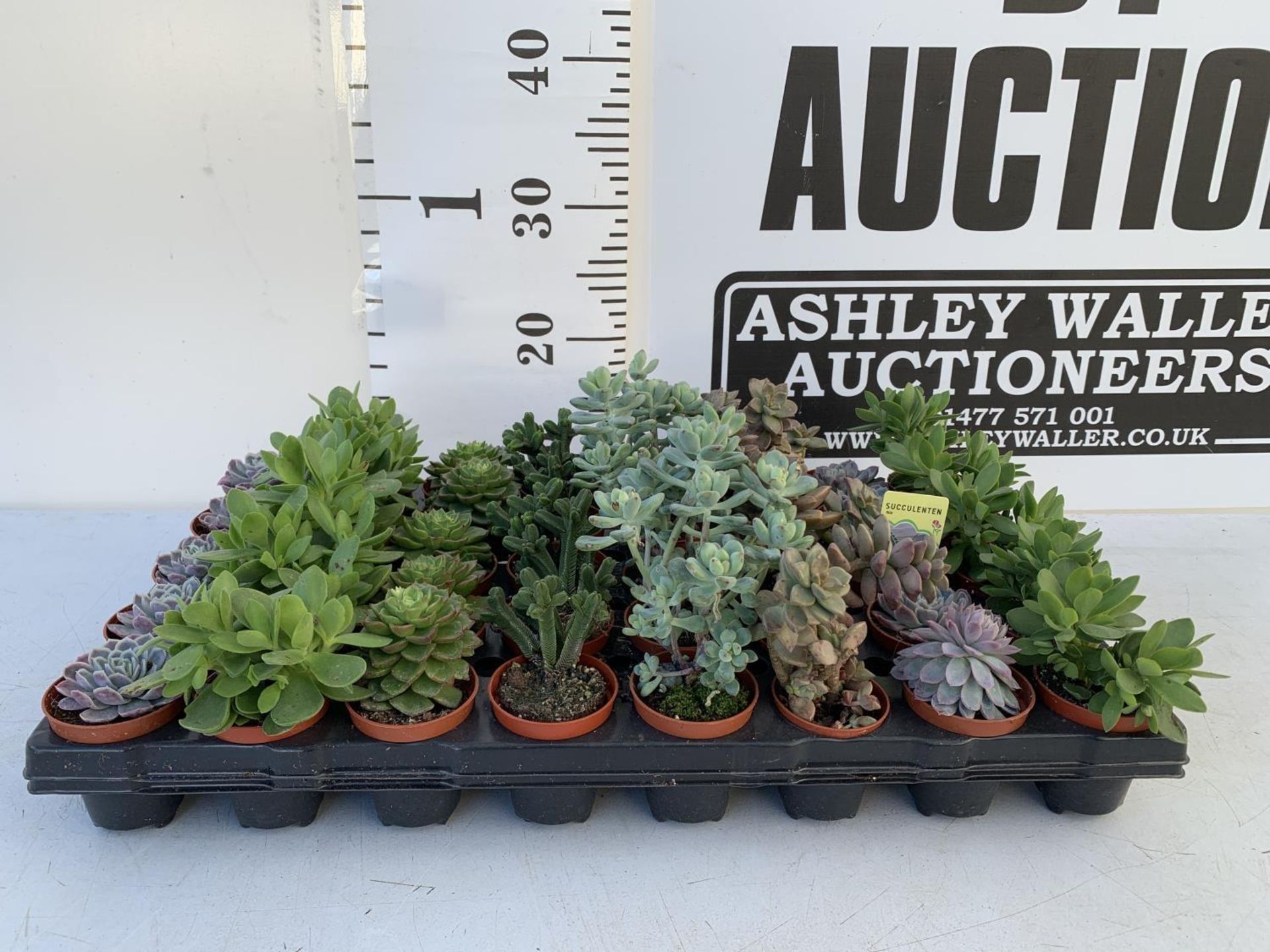 TRAY OF 40 MIXED VARIETIES OF SUCCULENTS PLUS VAT TO BE SOLD FOR THE FORTY