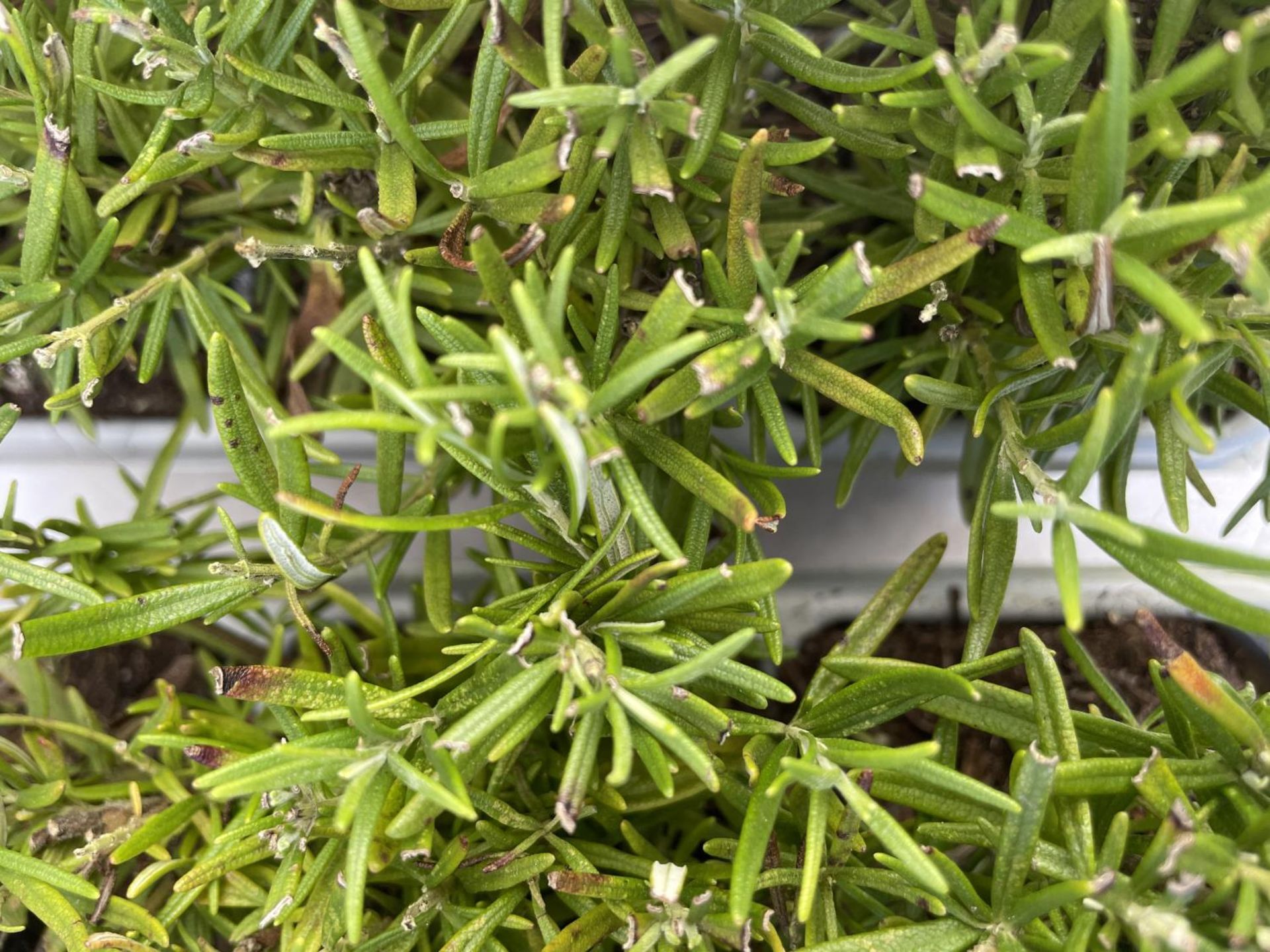 EIGHTEEN ROSEMARY PLUG PLANTS IN CARRY TRAYS NO VAT TO BE SOLD FOR THE EIGHTEEN - Bild 3 aus 4