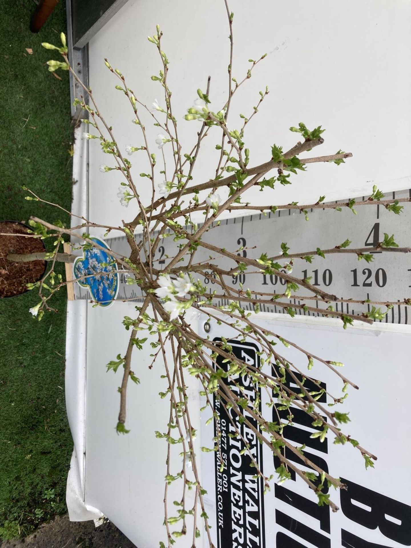 ONE FLOWERING CHERRY TREE PRUNUS INCISA 'MIKINORI' WHITE APPROX 150CM IN HEIGHT IN A 5 LTR POT - Image 5 of 5