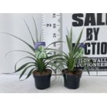 TWO ASTELIA 'SILVER SHADOW' PLANTS APPROX 50CM IN HEIGHT IN 2 LTR POTS PLUS VAT TO BE SOLD FOR THE