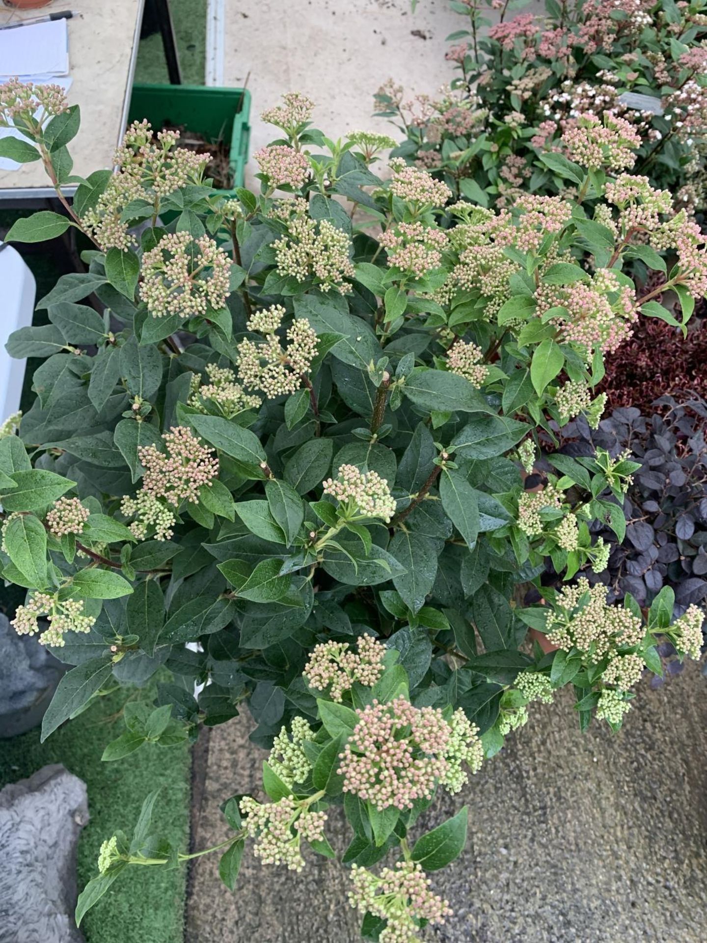 ONE LARGE VIBURNUM TINUS 'EVE PRICE' STANDARD TREE IN A 10 LTR POT APPROX 125CM IN HEIGHT PLUS VAT - Image 7 of 8