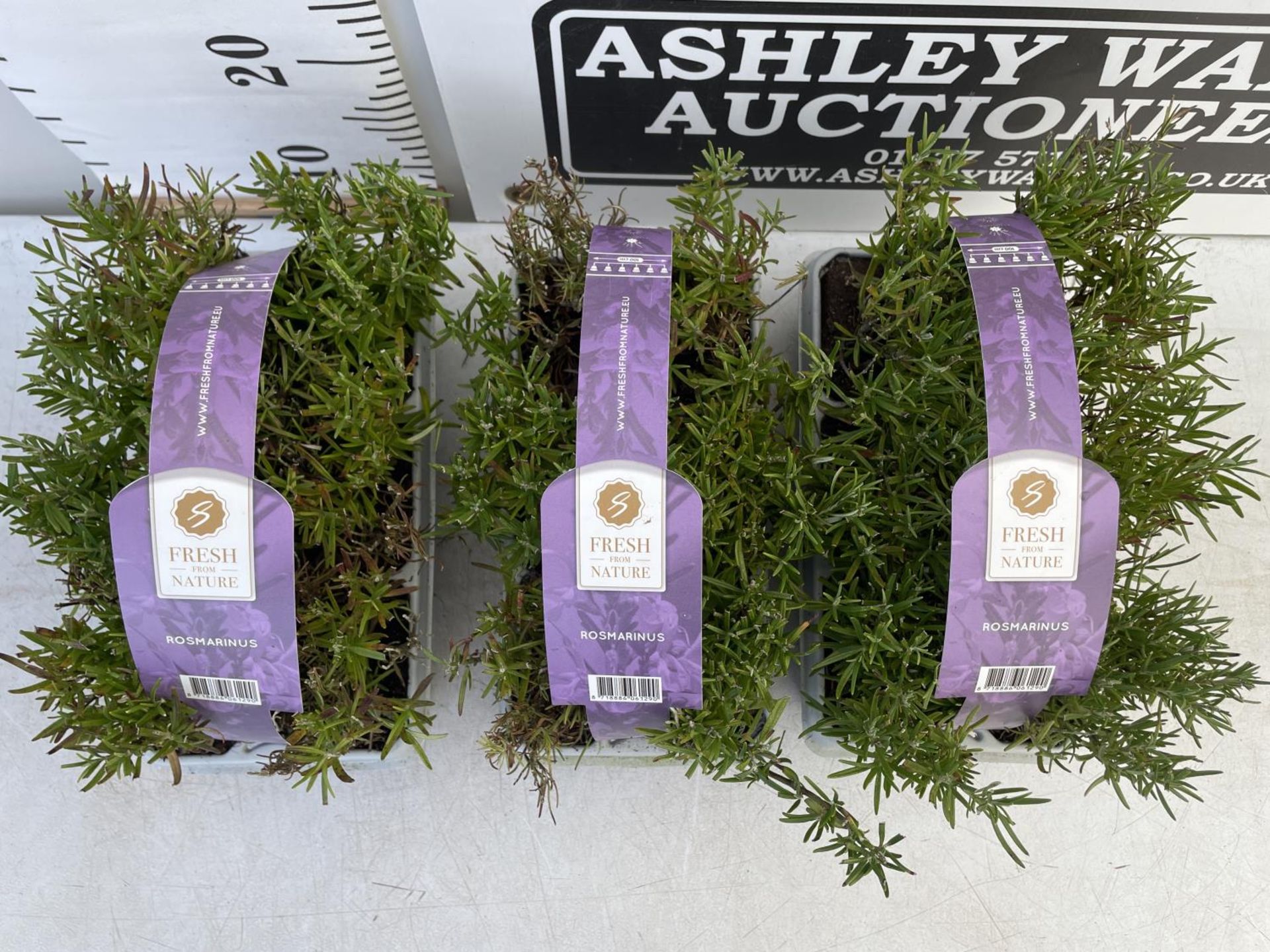 EIGHTEEN ROSEMARY PLUG PLANTS IN CARRY TRAYS NO VAT TO BE SOLD FOR THE EIGHTEEN - Bild 2 aus 4