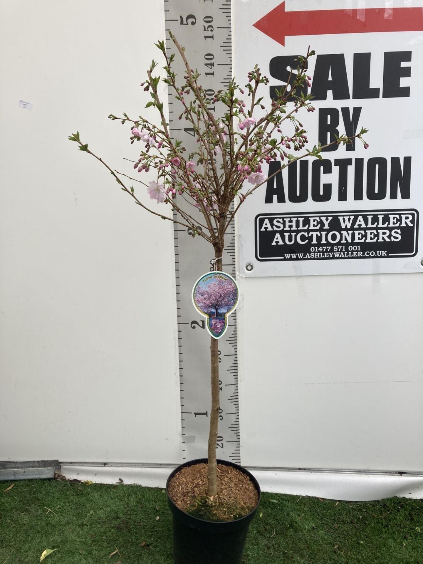 ONE FLOWERING CHERRY PRUNUS 'ACCOLADE' PINK TREE APPROX 140CM IN A 7 LTR POT PLUS VAT