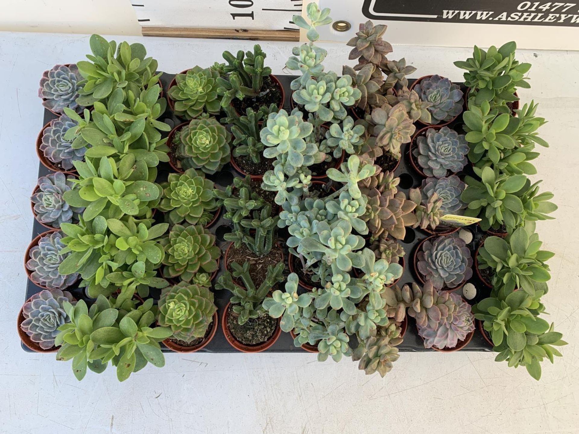 TRAY OF 40 MIXED VARIETIES OF SUCCULENTS PLUS VAT TO BE SOLD FOR THE FORTY - Image 2 of 6